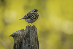 Boompieper-Tree pipit- Baumpieper-Anthus trivialis-Nationaal Park Hoge Veluwe-Nederland-Netherlands-Niederlande