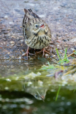 Boompieper-Tree pipit- Baumpieper-Anthus trivialis-Nationaal Park Hoge Veluwe-Nederland-Netherlands-Niederlande