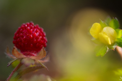 Bosaardbei-Noord-Limburg Nederland-Netherlands-Niederlande