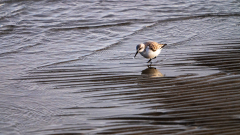 Drieteenstrandloper-Sanderling-Sanderling-Calidris alba-Texel-Nederland-Netherlands-Niederlande