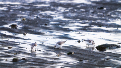 Drieteenstrandloper-Sanderling-Sanderling-Calidris alba-Texel-Nederland-Netherlands-Niederlande