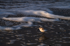 Drieteenstrandloper-Sanderling-Sanderling-Calidris alba-Texel-Nederland-Netherlands-Niederlande