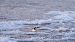 Drieteenstrandloper-Sanderling-Sanderling-Calidris alba-Texel-Nederland-Netherlands-Niederlande