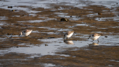 Drieteenstrandloper-Sanderling-Sanderling-Calidris alba-Texel-Nederland-Netherlands-Niederlande