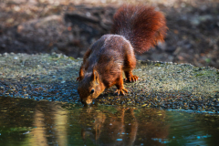 Eekhoorn-Red squirrel-Eurasische Eichhörnchen-Sciurus vulgaris-Nationaal Park Hoge Veluwe-Nederland-Netherlands-Niederlande