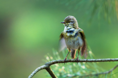 Fitis-Willow warbler-Fitis-Phylloscopus trochilus-Nationaal Park Hoge Veluwe-Nederland-Netherlands-Niederlande