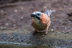 Gaai-Eurasian jay-Eichelhäher-Garrulus glandarius-Nationaal Park Hoge Veluwe-Nederland-Netherlands-Niederlande