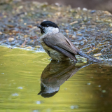 Glanskop-Marsh tit-Sumpfmeise-Poecile palustris-Nationaal Park Hoge Veluwe-Nederland-Netherlands-Niederlande