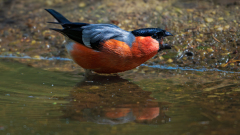 Goudvink-Eurasian bullfinch- Gimpel-Pyrrhula pyrrhula-Nationaal Park Hoge Veluwe-Nederland-Netherlands-Niederlande
