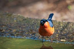 Goudvink-Eurasian bullfinch- Gimpel-Pyrrhula pyrrhula-Nationaal Park Hoge Veluwe-Nederland-Netherlands-Niederlande