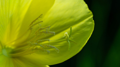 Grote teunisbloem-Noord-Limburg Nederland-Netherlands-Niederlande