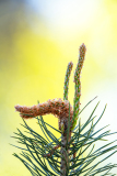 Grove den-Pine-Waldkiefer-Pinus sylvestris-Nationaal Park Hoge Veluwe-Nederland-Netherlands-Niederlande
