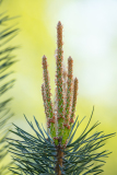 Grove den-Pine-Waldkiefer-Pinus sylvestris-Nationaal Park Hoge Veluwe-Nederland-Netherlands-Niederlande