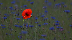 Klaproos tussen korenbloemen-Noord-Limburg Nederland-Netherlands-Niederlande