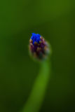 Korenbloem-Noord-Limburg Nederland-Netherlands-Niederlande