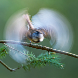 Kuifmees-Crested tit- Haubenmeise-Lophophanes cristatus-Nationaal Park Hoge Veluwe-Nederland-Netherlands-Niederlande