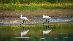 Lepelaars-Noord-Limburg Nederland-Netherlands-Niederlande
