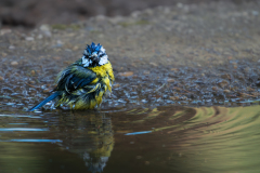 Pimpelmees-Blue tit-Blaumeise-Cyanistes caeruleus-Nationaal Park Hoge Veluwe-Nederland-Netherlands-Niederlande