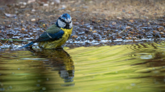 Pimpelmees-Blue tit-Blaumeise-Cyanistes caeruleus-Nationaal Park Hoge Veluwe-Nederland-Netherlands-Niederlande