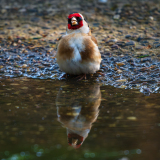 Putter-European goldfinch-Stieglitz-Carduelis carduelis-Nationaal Park Hoge Veluwe-Nederland-Netherlands-Niederlande