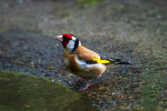 Putter-European goldfinch-Stieglitz-Carduelis carduelis-Nationaal Park Hoge Veluwe-Nederland-Netherlands-Niederlande