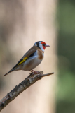 Putter-European goldfinch-Stieglitz-Carduelis carduelis-Nationaal Park Hoge Veluwe-Nederland-Netherlands-Niederlande