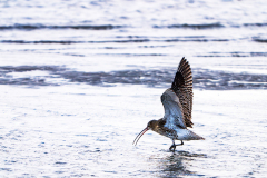 Wulp-Common curlew-Grose-Brachvogel-Numenius Arquata-Texel-Nederland-Netherlands-Niederlande