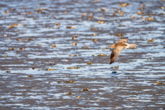 Wulp-Common curlew-Grose-Brachvogel-Numenius Arquata-Texel-Nederland-Netherlands-Niederlande