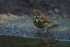Zanglijster-Song thrush-Singdrossel-Turdus philomelos-Nationaal Park Hoge Veluwe-Nederland-Netherlands-Niederlande