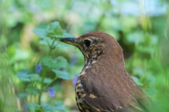 Zanglijster-Song thrush-Singdrossel-Turdus philomelos-Nationaal Park Hoge Veluwe-Nederland-Netherlands-Niederlande