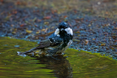 Zwarte mees-Coal tit-Tannenmeise-Periparus ater-Nationaal Park Hoge Veluwe-Nederland-Netherlands-Niederlande