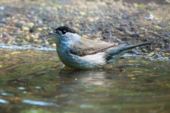 Zwartkop-Eurasian blackcap-Mönchsgrasmücke-Sylvia atricapilla-Nationaal Park Hoge Veluwe-Nederland-Netherlands-Niederlande