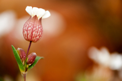 Blaassilene-Bladder campion-Taubenkropf-Leimkraut-Silene vulgaris-IJsland-Iceland-Island