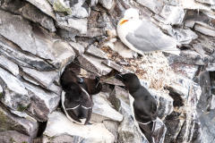 Drieteenmeeuw-Kittiwake-Dreizehenmöwe-Rissa tridactyla-en-Alk-Razorbill-Tordalk-Alca torda-IJsland-Iceland-Island