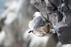 Drieteenmeeuw-Kittiwake-Dreizehenmöwe-Rissa tridactyla-IJsland-Iceland-Island