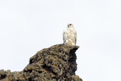 Giervalk-Gyr-falcon-Gerfalke-Falco-rusticolus-IJsland-Iceland-Island
