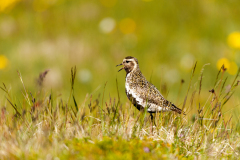 Goudplevier-European golden-plover-Goldregenpfeifer-Pluvialisapricaria-IJsland-Iceland-Island