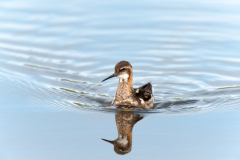 Grauwe franjepoot-Red necked phalarope-Odinshühnchen-Phalaropus lobatus-IJsland-Iceland-Island