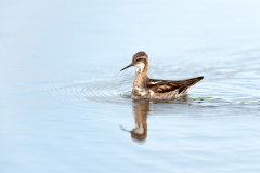 Grauwe franjepoot-Red necked phalarope-Odinshühnchen-Phalaropus lobatus-IJsland-Iceland-Island