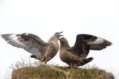Grote jager-Great-skua- Große Raubmöwe-Stercorarius skua-IJsland-Iceland-Island