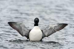 IJsduiker-Great northern diver-Eistaucher-Gavia immer-IJsland-Iceland-Island