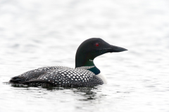 IJsduiker-Great northern diver-Eistaucher-Gavia immer-IJsland-Iceland-Island