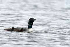 IJsduiker-Great northern diver-Eistaucher-Gavia immer-IJsland-Iceland-Island