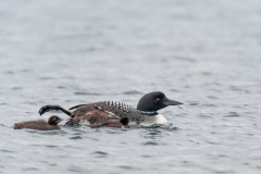 IJsduiker-Great northern diver-Eistaucher-Gavia immer-IJsland-Iceland-Island