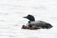 IJsduiker-Great northern diver-Eistaucher-Gavia immer-IJsland-Iceland-Island