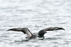 IJsduiker-Great northern diver-Eistaucher-Gavia immer-IJsland-Iceland-Island