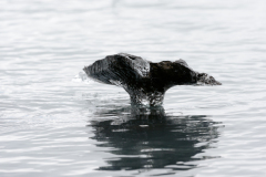 Jokulsarlon-IJsland-Iceland-Island