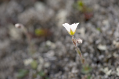 Knikkende steenbreek-Drooping saxifrage- Nickende Steinbrech-Saxifraga-cernua-IJsland-Iceland-Island