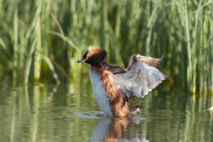 Kuifduiker-Slavonian grebe-Ohrentaucher-Podiceps auritus-IJsland-Iceland-Island