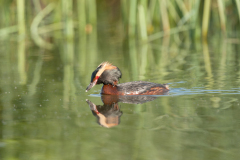 Kuifduiker-Slavonian grebe-Ohrentaucher-Podiceps auritus-IJsland-Iceland-Island